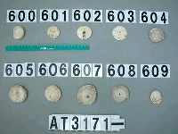 藏品(芋螺貝)的圖片